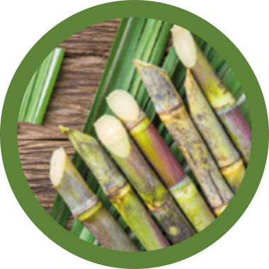 sugarcane-image